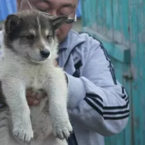 Продам 1, 5-месячных щенят чистокровной западно-сибирской лайки. 