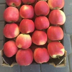 Яблоки польские урожай 2018 широкий ассортимент