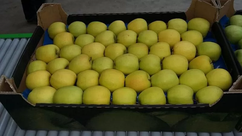 Яблоки польские урожай 2018 широкий ассортимент 2