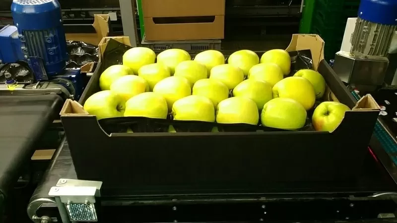 Яблоки оптовая продажа  2